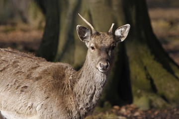 Damwild