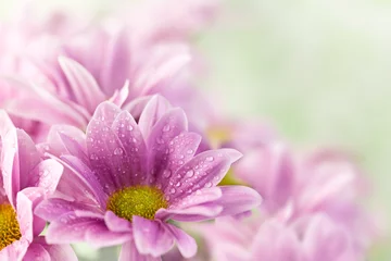 Photo sur Plexiglas Printemps Beautiful spring daisy flowers
