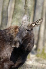 Fototapeta premium Elch