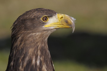 Junger Seeadler