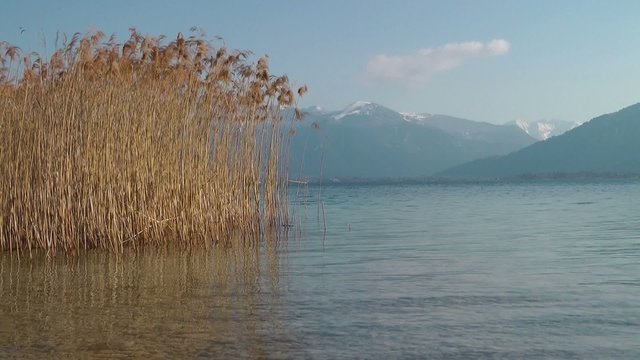 Uferzone mit Schilf am See - At the Lake