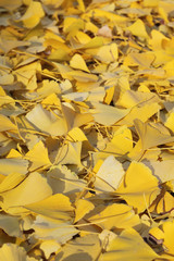 Autumn leafs of ginkgo tree  selective focus