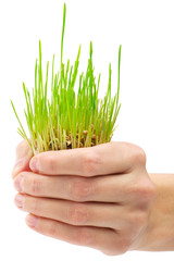 Fresh green grass in the hand on white background