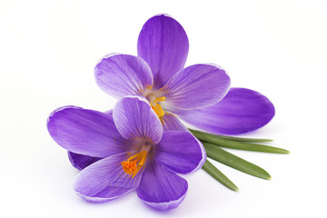 crocus - flowers of spring