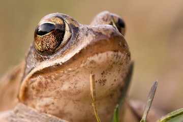 The frog eye