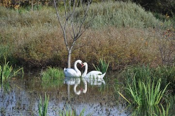 łabędzie © agnieszkalll