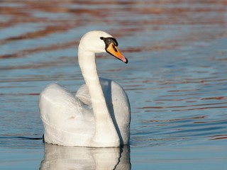 Mute swan male showing off in morning light