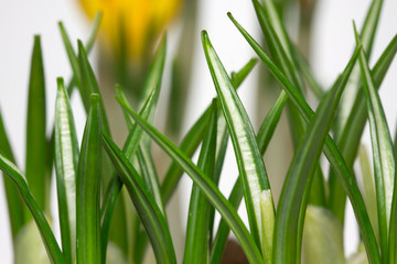 Krokusblätter, Nahaufnahme