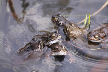 Common Toads