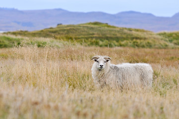 Icelandic sheep