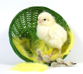 Green basket with the living chicken and catkins