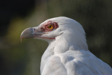 rapace  blanc