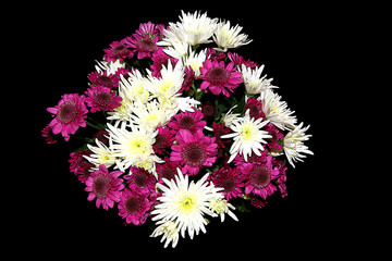 Chrysanthemum