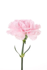 カーネーション