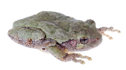 Eastern Gray Treefrog, Hyla versicolor