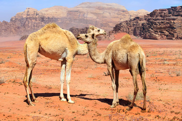 family of wild camels in the Wadi Rum desert, Jordan