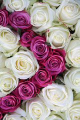 Obraz na płótnie Canvas white and pink roses