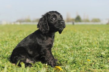 chiot cocker anglais noir