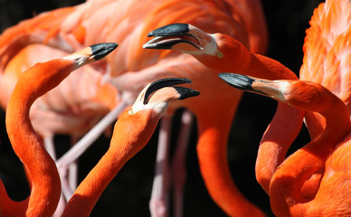 Flamingos