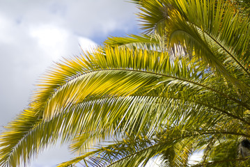 Obraz premium Palm tree