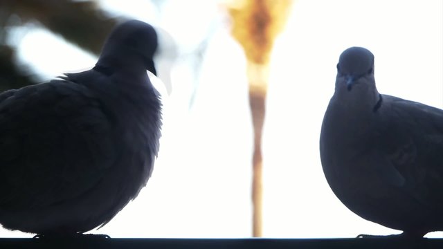 A Couple of Canarian Doves