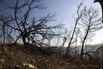 Forest after Fire