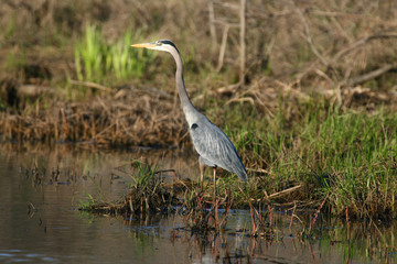 Great Blue Heron in swamp