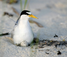 Common tern sitting on Nest