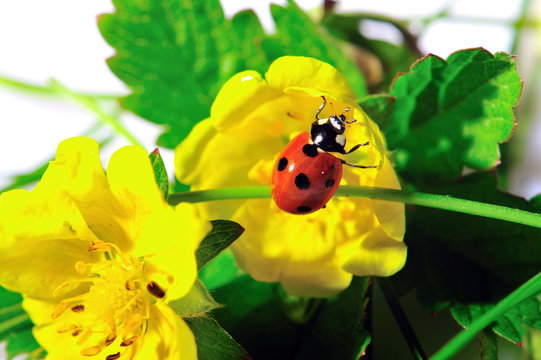 insect, isolate, isolated, ladybird, ladybug, life, macro