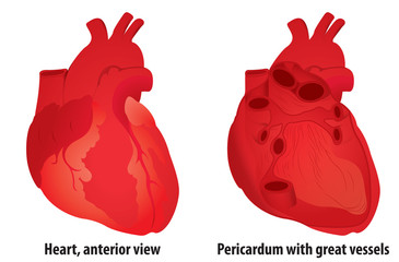 Anatomy: Human Heart