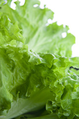 Green lettuce salad 1