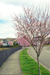 spring blossoms on street