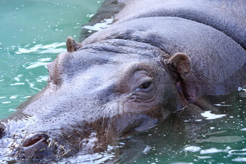カバ (東京・上野動物園)