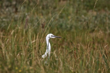 Little Egret, Aigrette Garzette