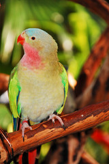 Colorful princess parrot sitting on branch