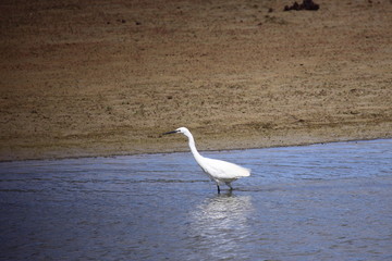 Little Egret, Aigrette Garzette