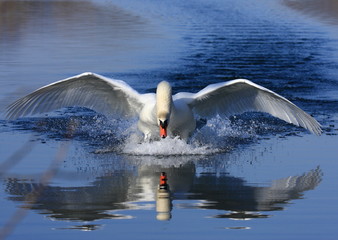 Swan attack