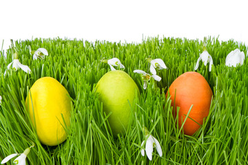 easter eggs in grass
