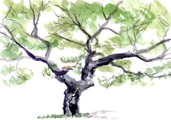 Fototapeta premium tree, watercolor