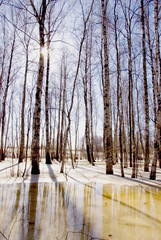 early spring in the birches grove