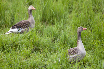 Greylag Goose
