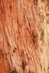 Pattern of mahogany