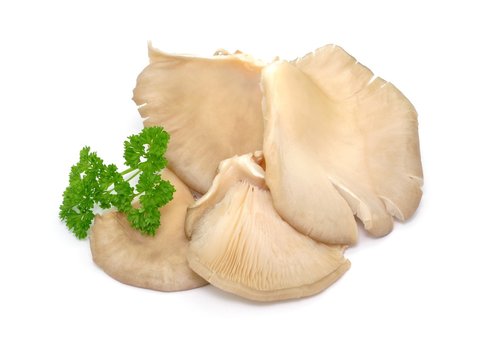 Zuchtpilz