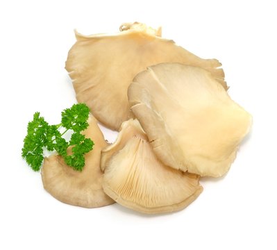 Austernpilz