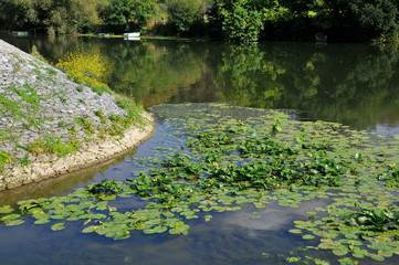 Feuilles de nénuphar sur la rivière Sarthe en France