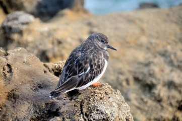 Ruddy Turnstone 2