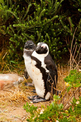 Penguins under tree