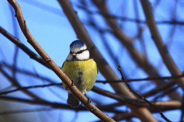 Blue tit
