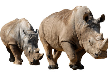 Fototapeta premium Détourage de deux Rhinocéros blancs en file indienne