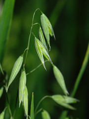 oat plant